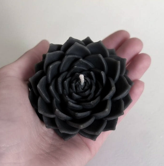 Nocturne Succulent Candle
